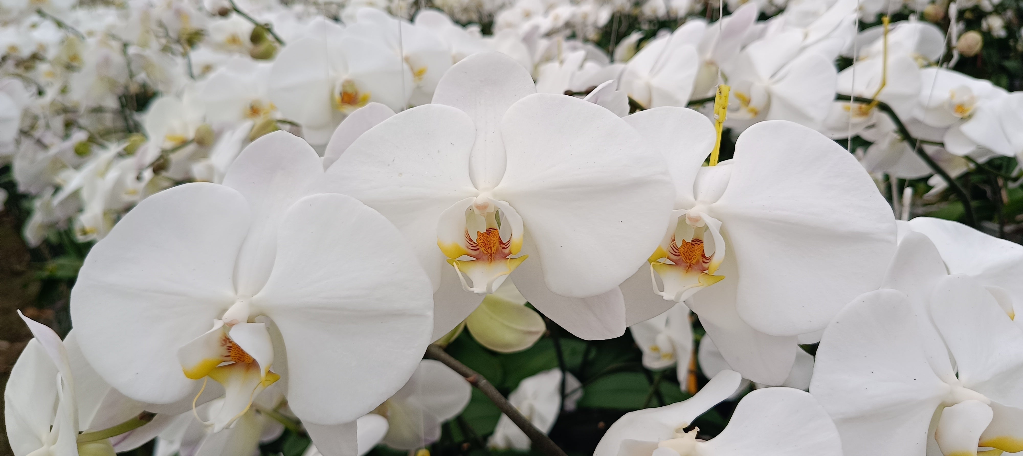 Premium Phalaenopsis Cut Flowers