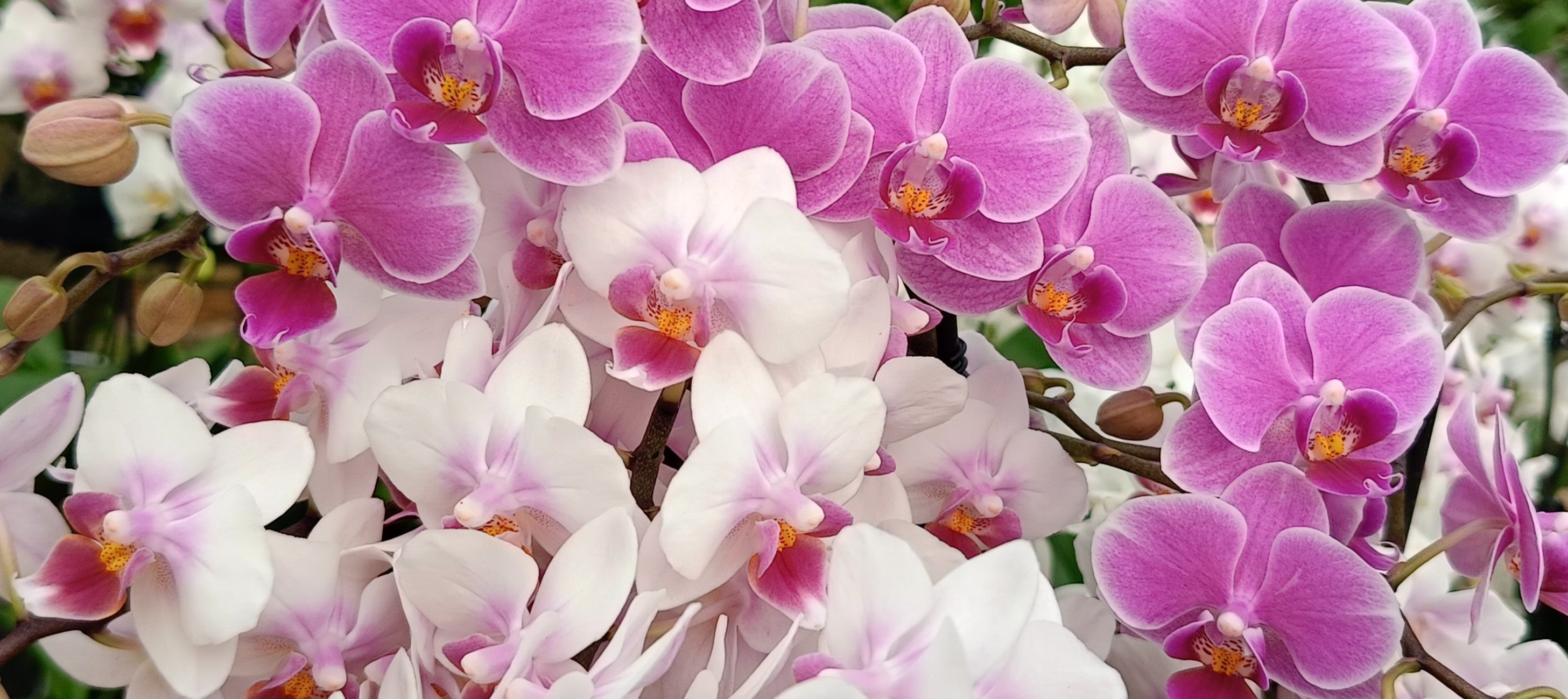 Phalaenopsis Flower Mini