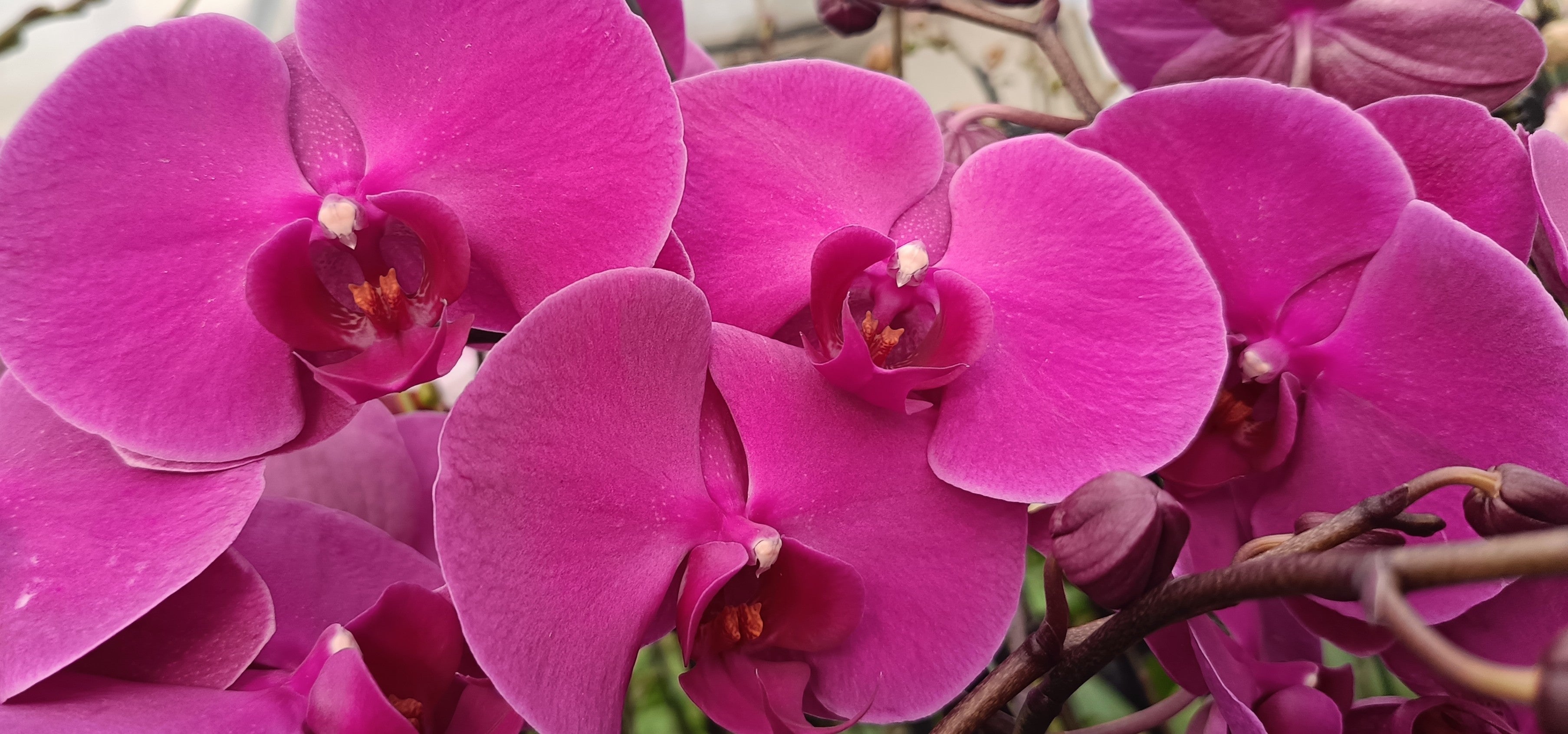 Plants of Phalaenopsis orchids with elegant purple blooms