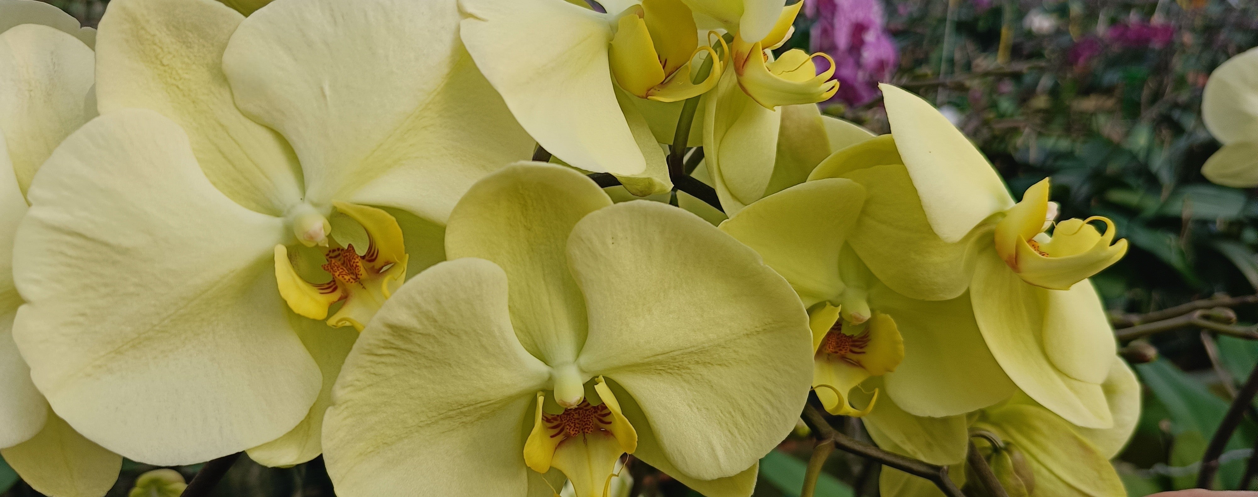 Phalaenopsis Yellow Line