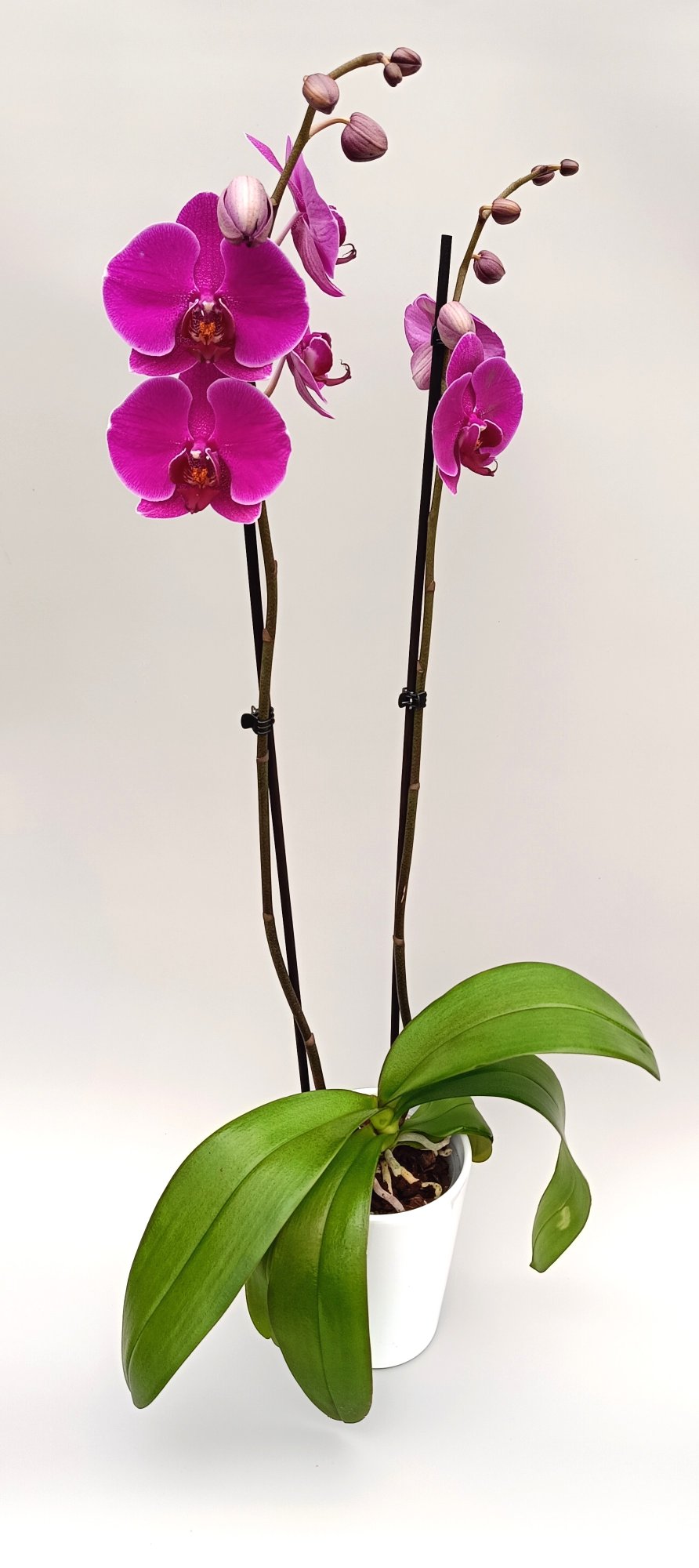 Close-up of Amethyst Glow orchid blooms with rich purple tones