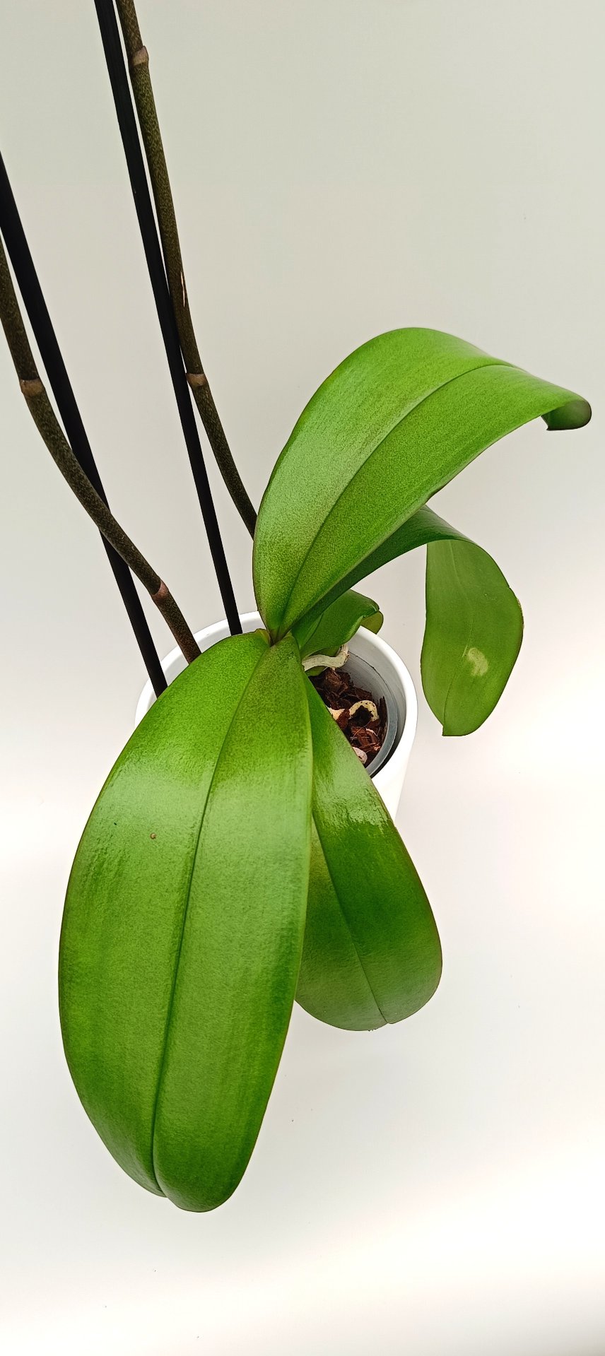 Amethyst Glow Phalaenopsis orchid with vibrant fuchsia-purple flowers