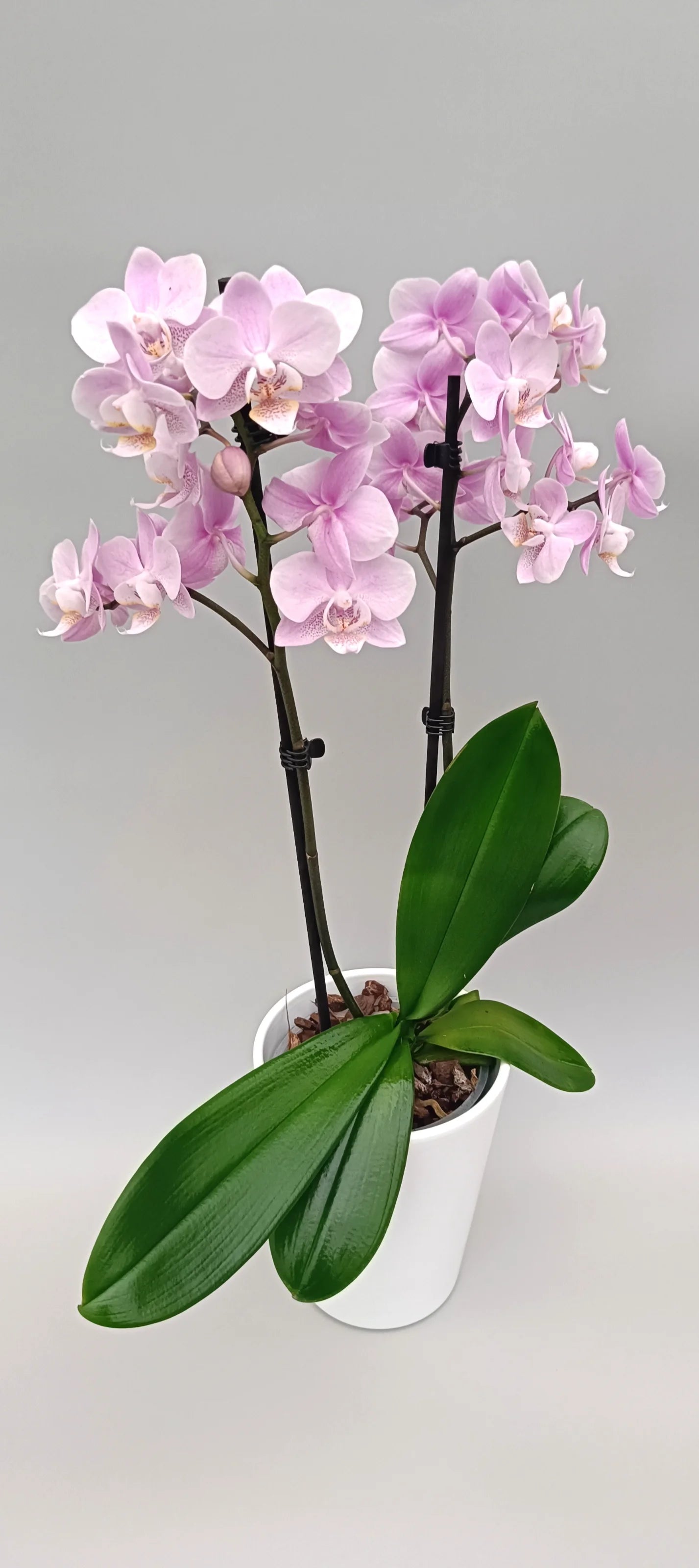 Elegant mini Phalaenopsis Powder Grace with compact flower spikes