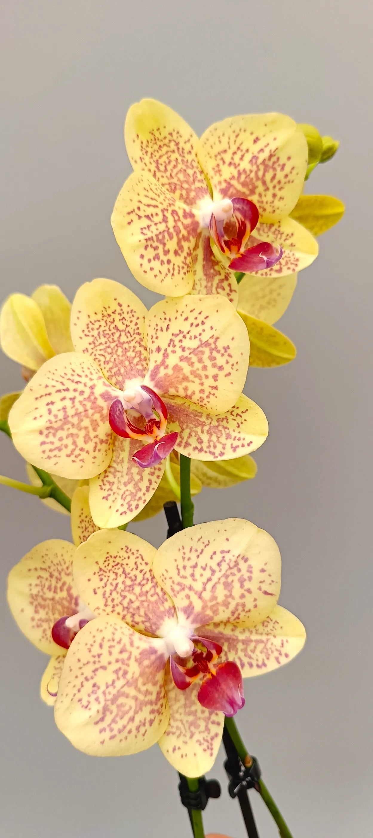 Close-up of Sun Kissed Phalaenopsis orchid with yellow petals and pink speckles