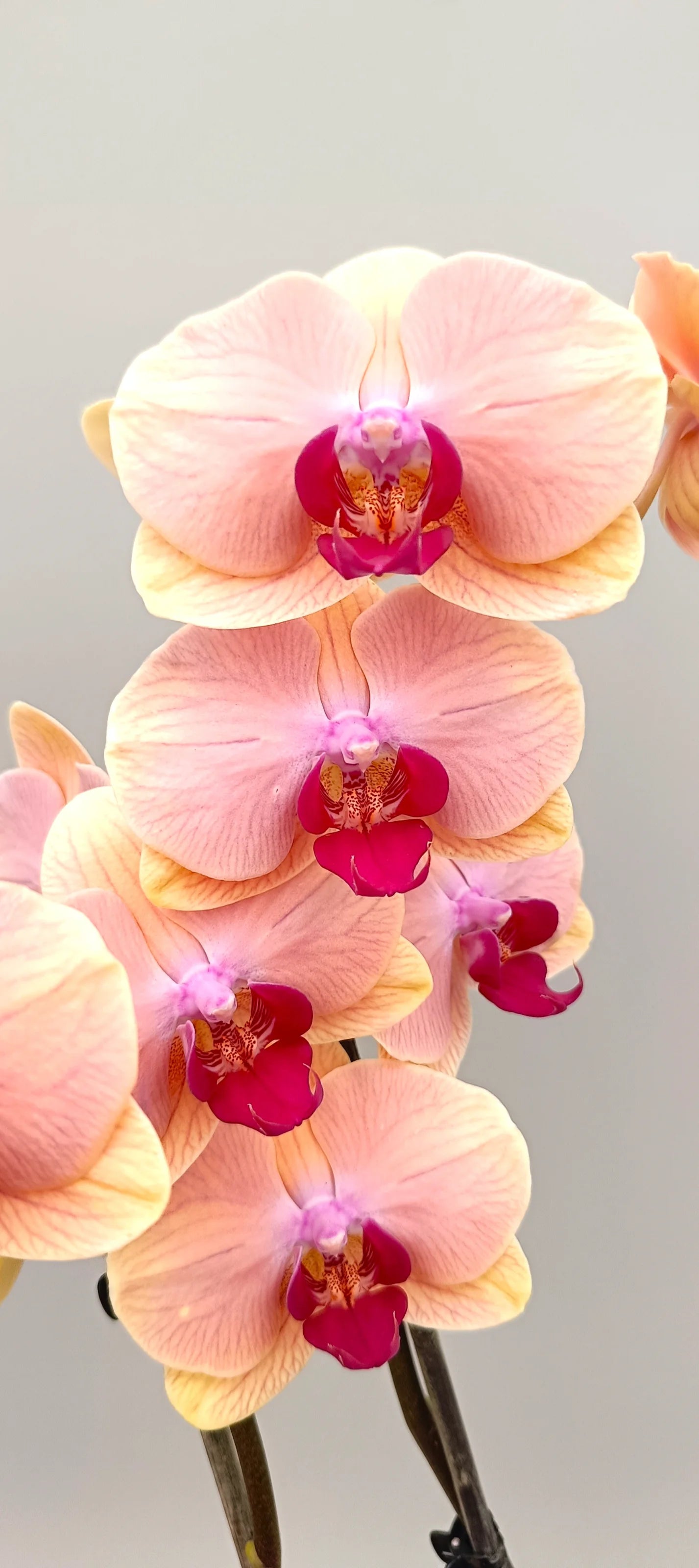Close-up of Velvet Apricot orchid blooms with velvety texture