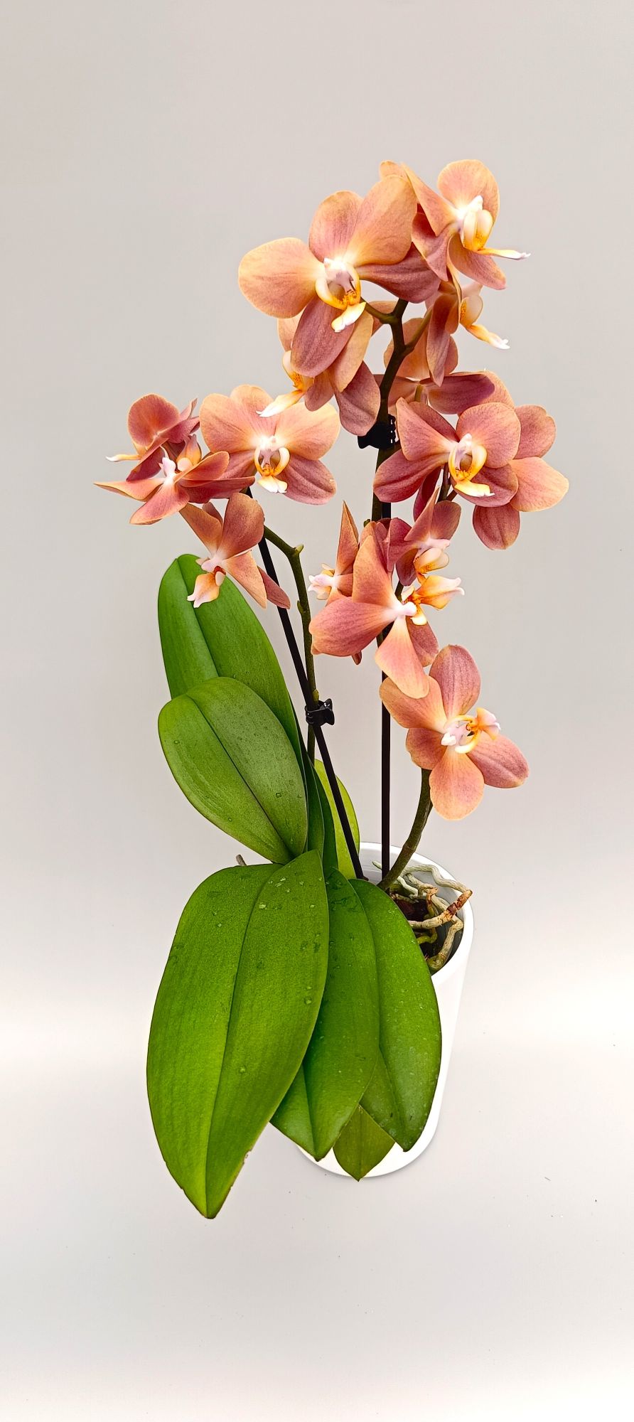 Elegant Apricot Silk orchid in white pot