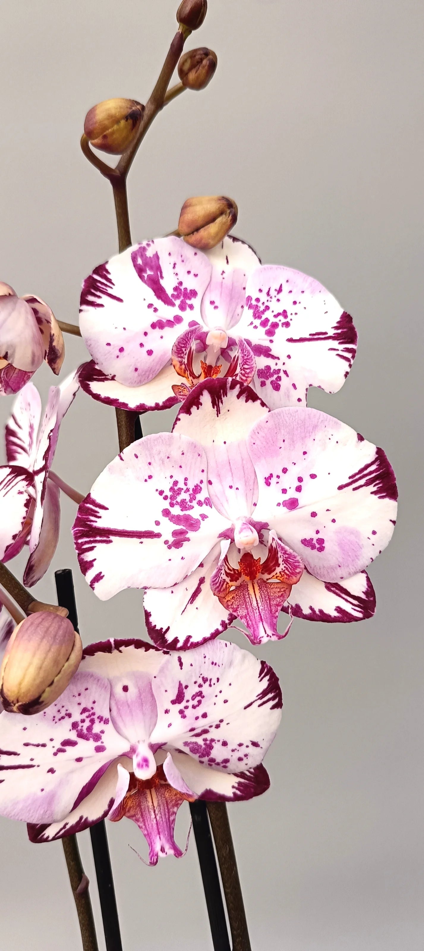Close-up of Crimson Script orchid flowers with calligraphic markings