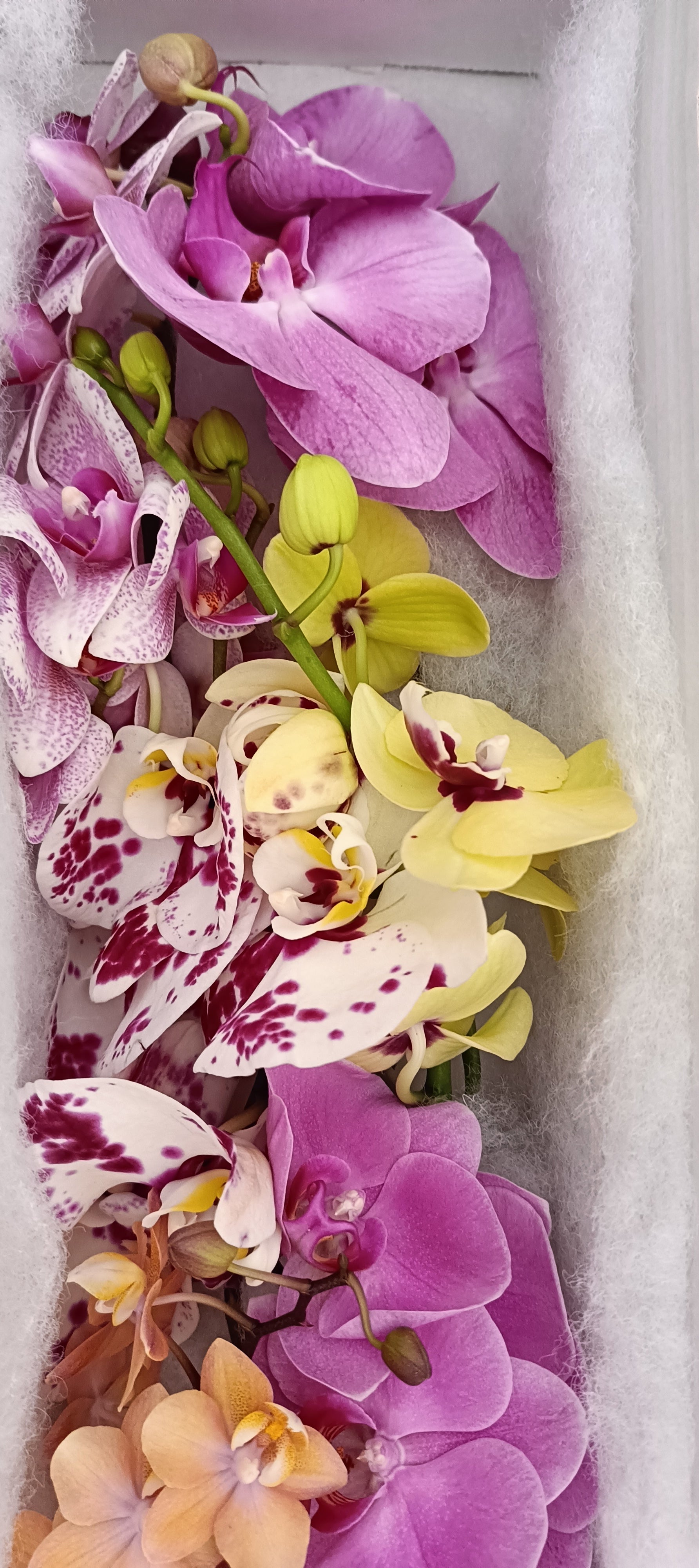 Phalaenopsis cut flower mix in assorted colors