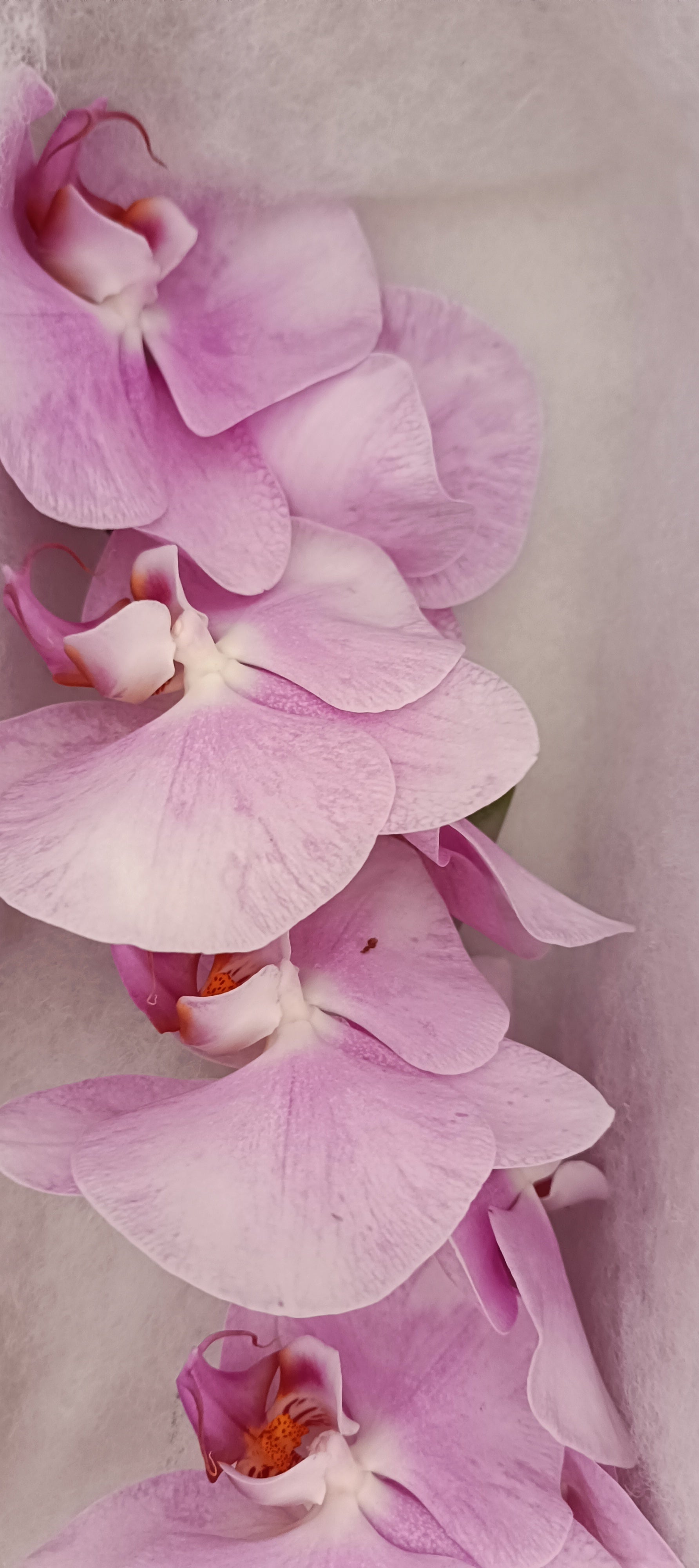 Phalaenopsis Fleur Coupée Rose