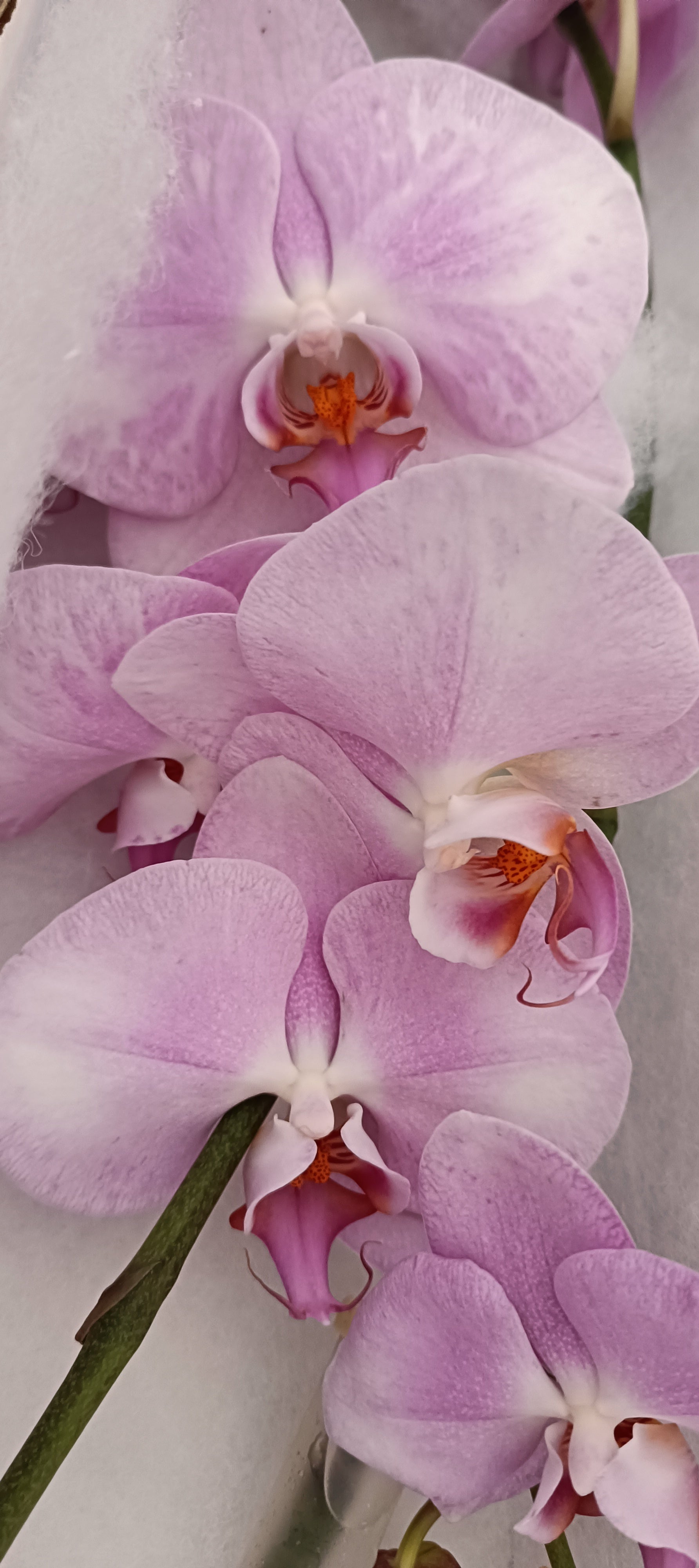 Phalaenopsis Fleur Coupée Rose