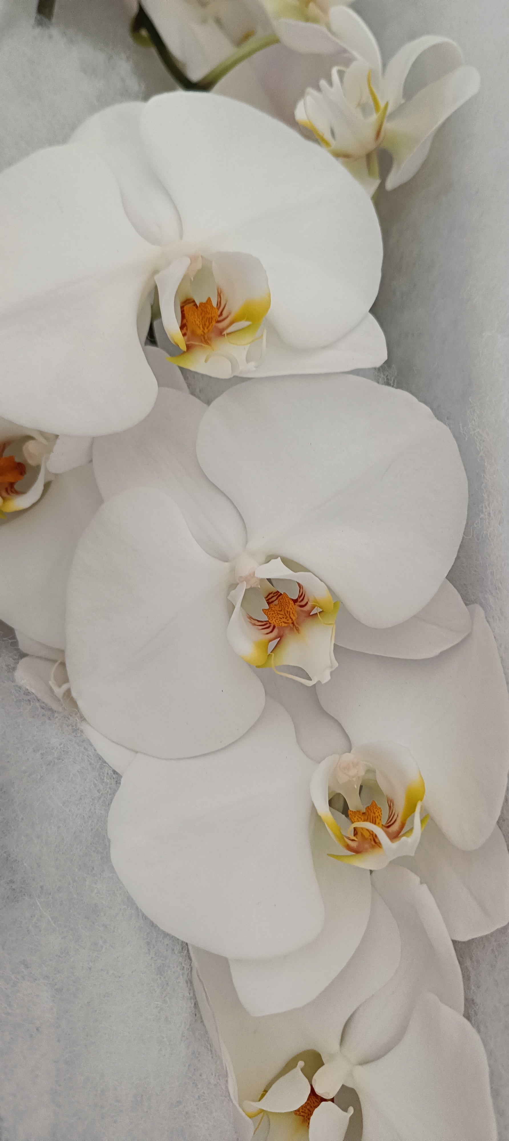  Phalaenopsis Fleur Coupée Blanche 