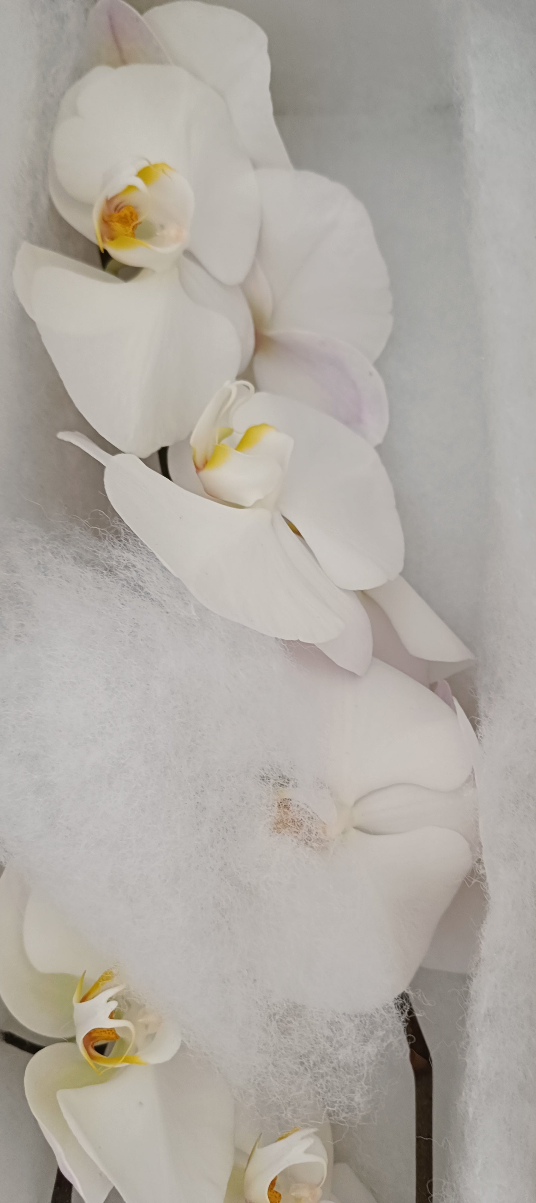  Phalaenopsis Fleur Coupée Blanche 