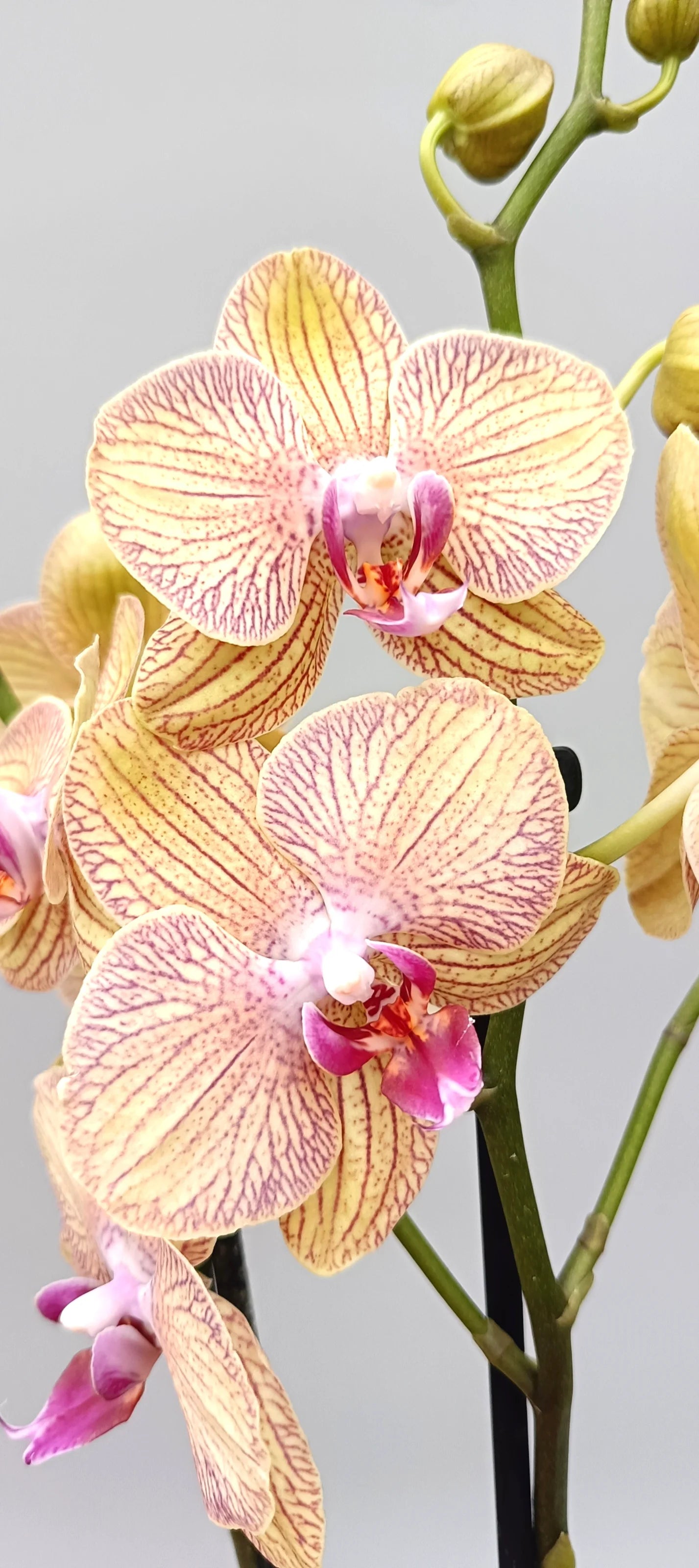 Close-up of Golden Veil orchid flowers with fine veining