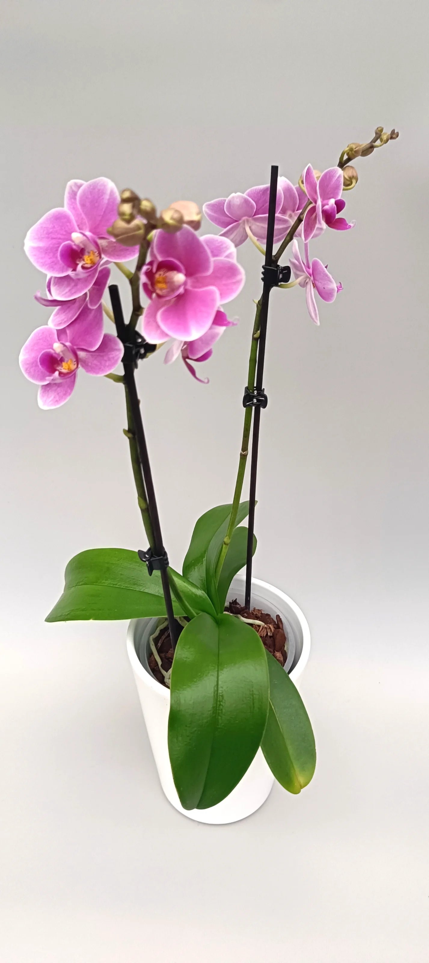 Elegant pink Phalaenopsis orchid Blush Whisper in a white pot