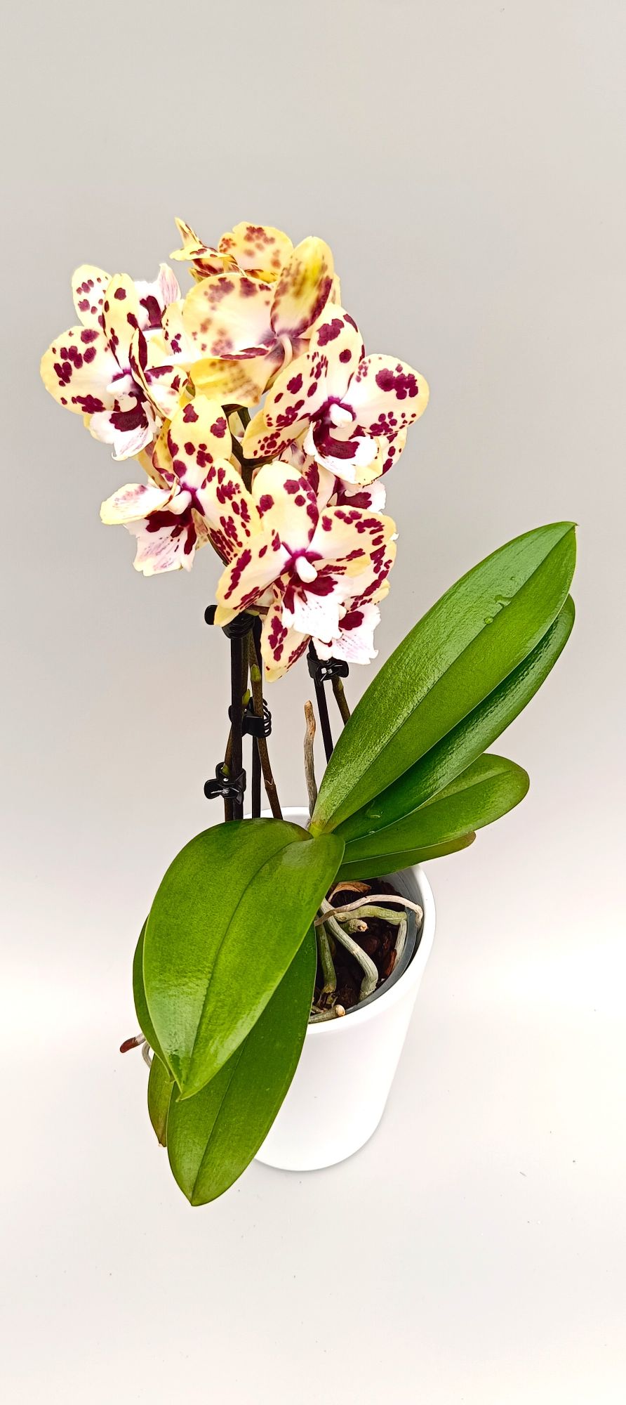 Compact Mini Golden Leopard orchid in white pot