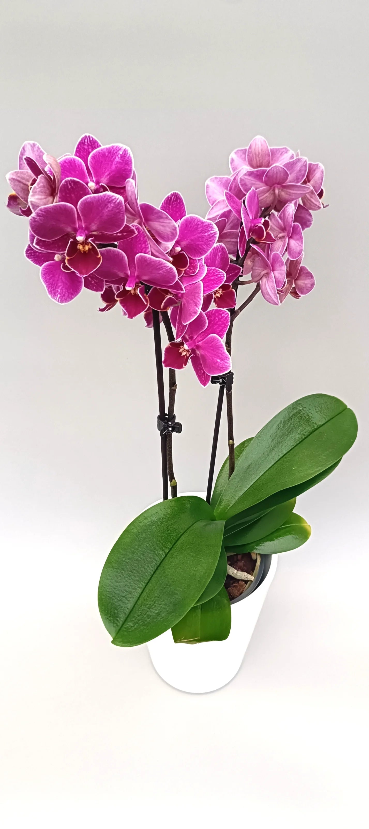 Elegant mini orchid Violet Kiss with compact purple flowers