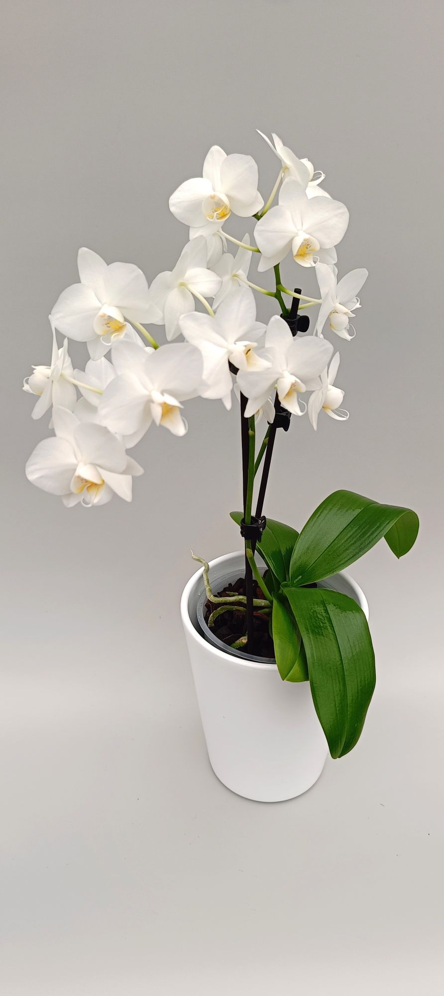 Compact Mini White Angel orchid in white pot