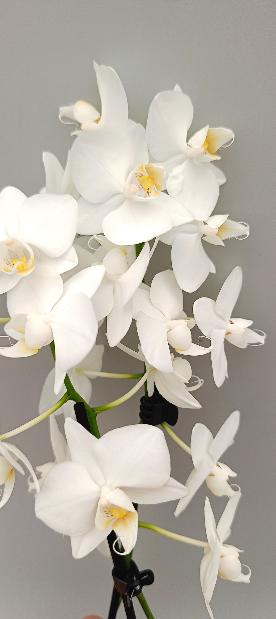 Mini White Angel orchid with pure white flowers