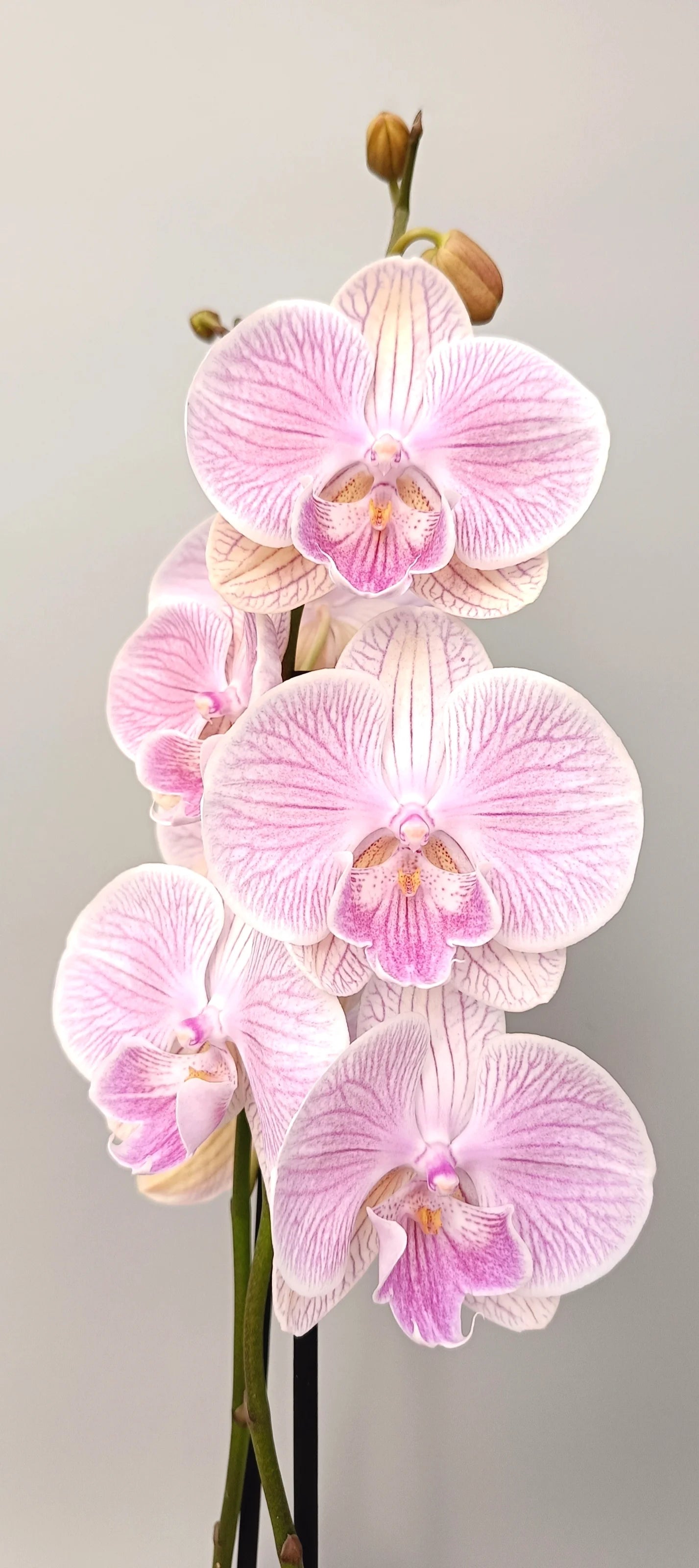 Blooming Phalaenopsis Pink Romance – romantic interior plant