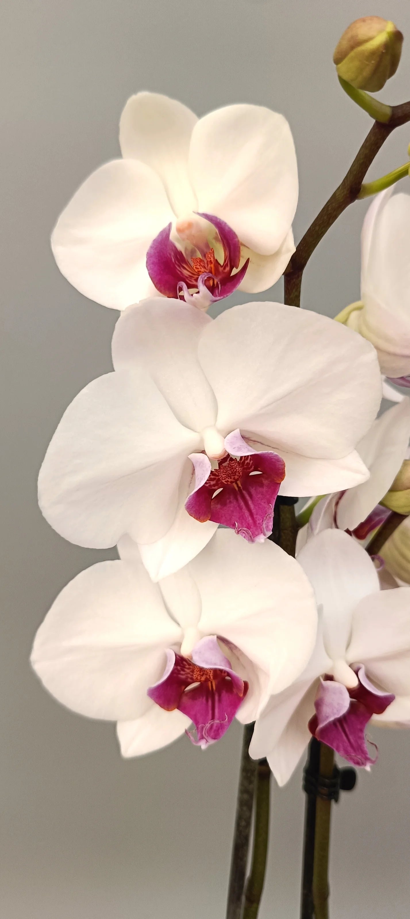 Close-up of Pure Empress orchid blooms with vivid pink center