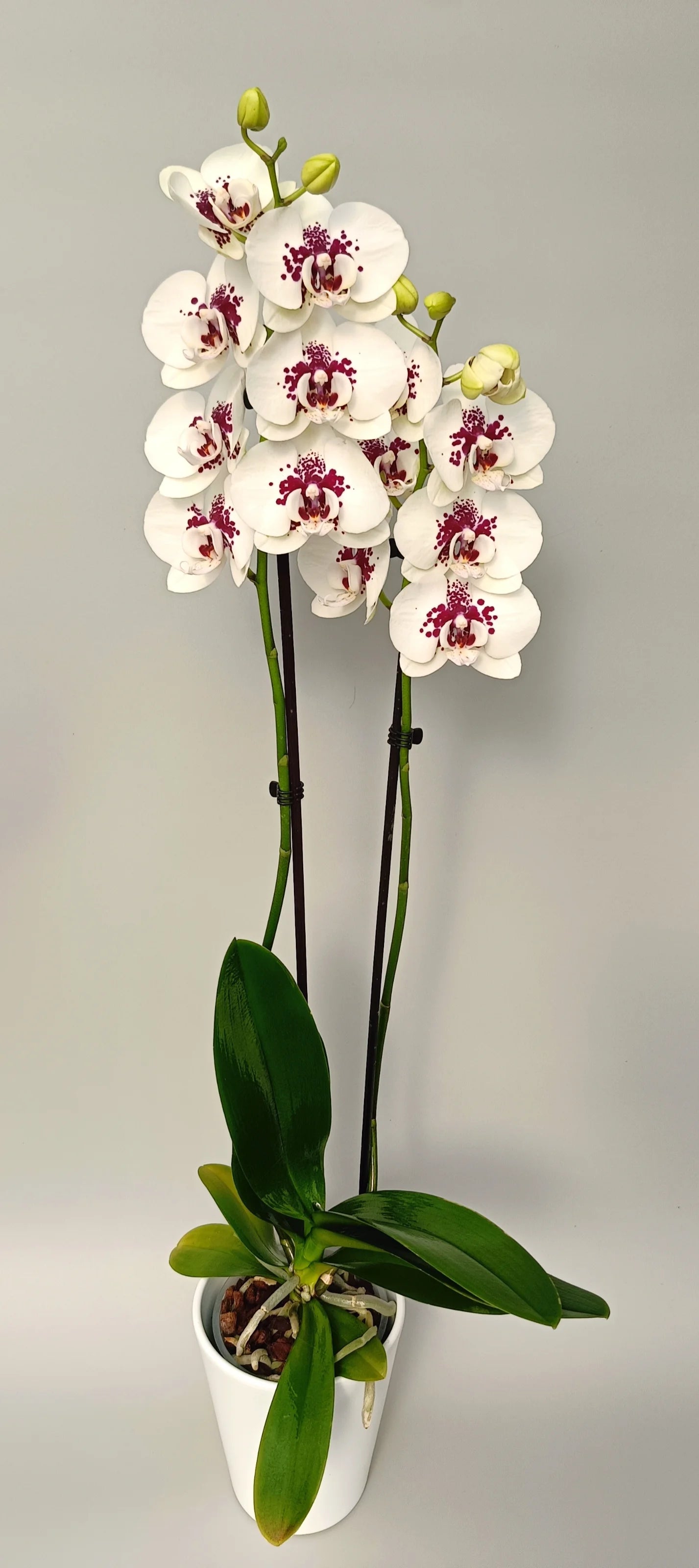 Luxury Phalaenopsis orchid with white blooms and dark purple center