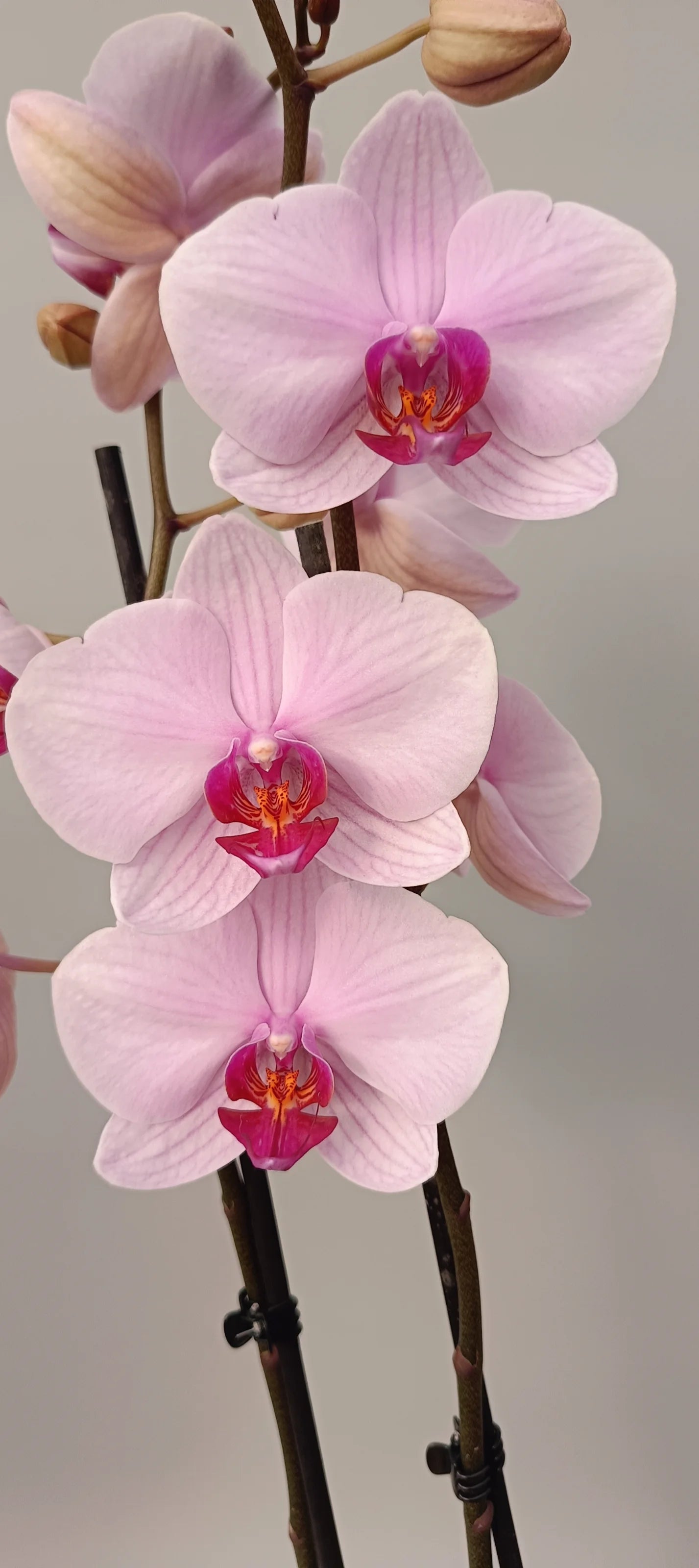 Phalaenopsis Soft Blush