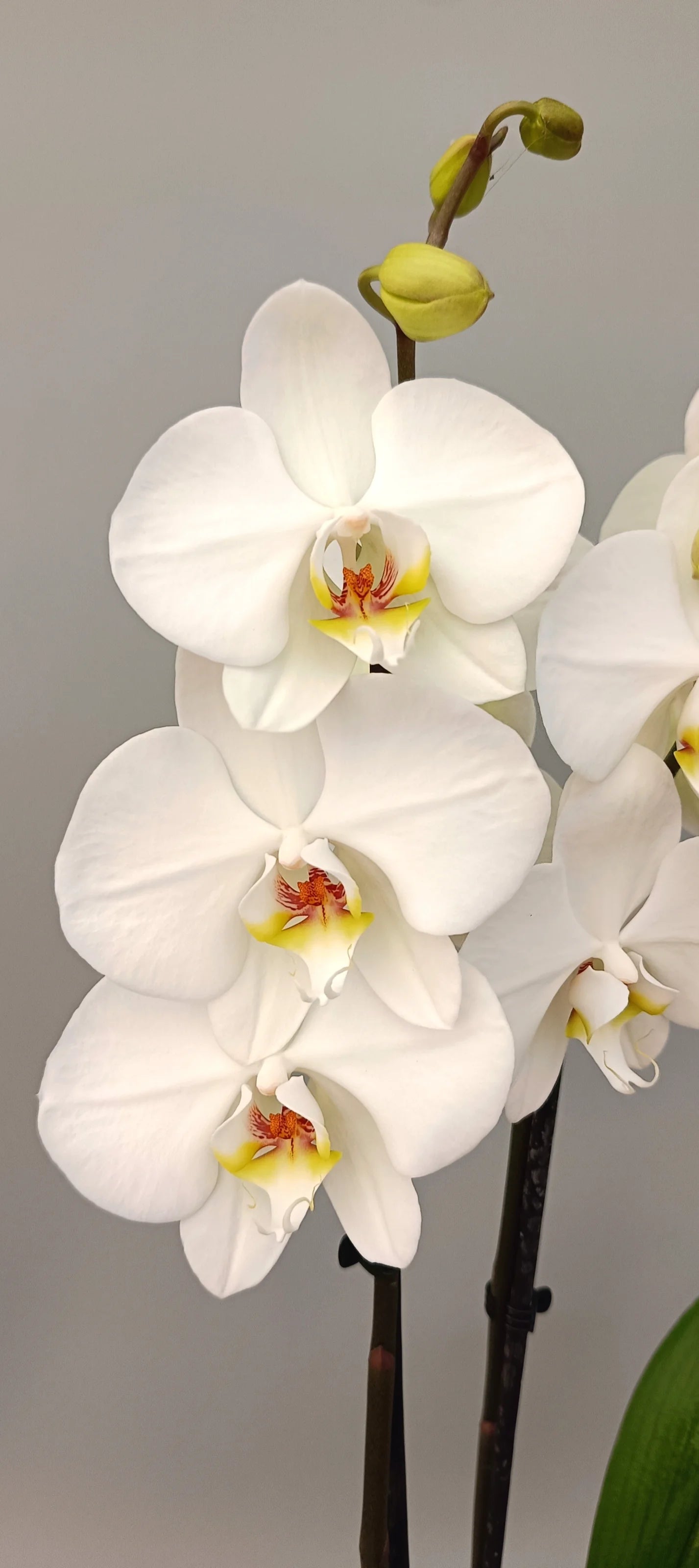 Close-up of White Silence orchid blooms