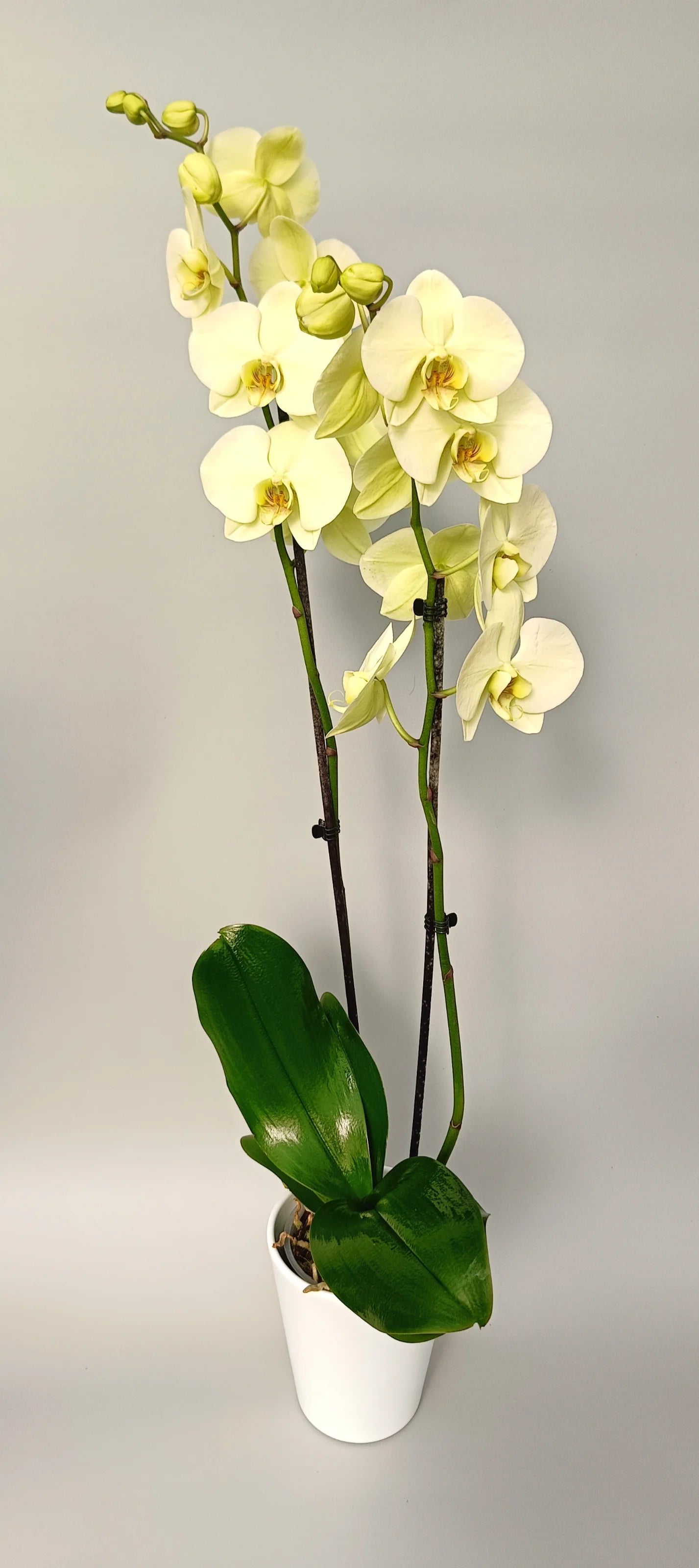 Full plant of Yellow Phalaenopsis orchid with soft pastel blooms and creamy petals on elegant stem