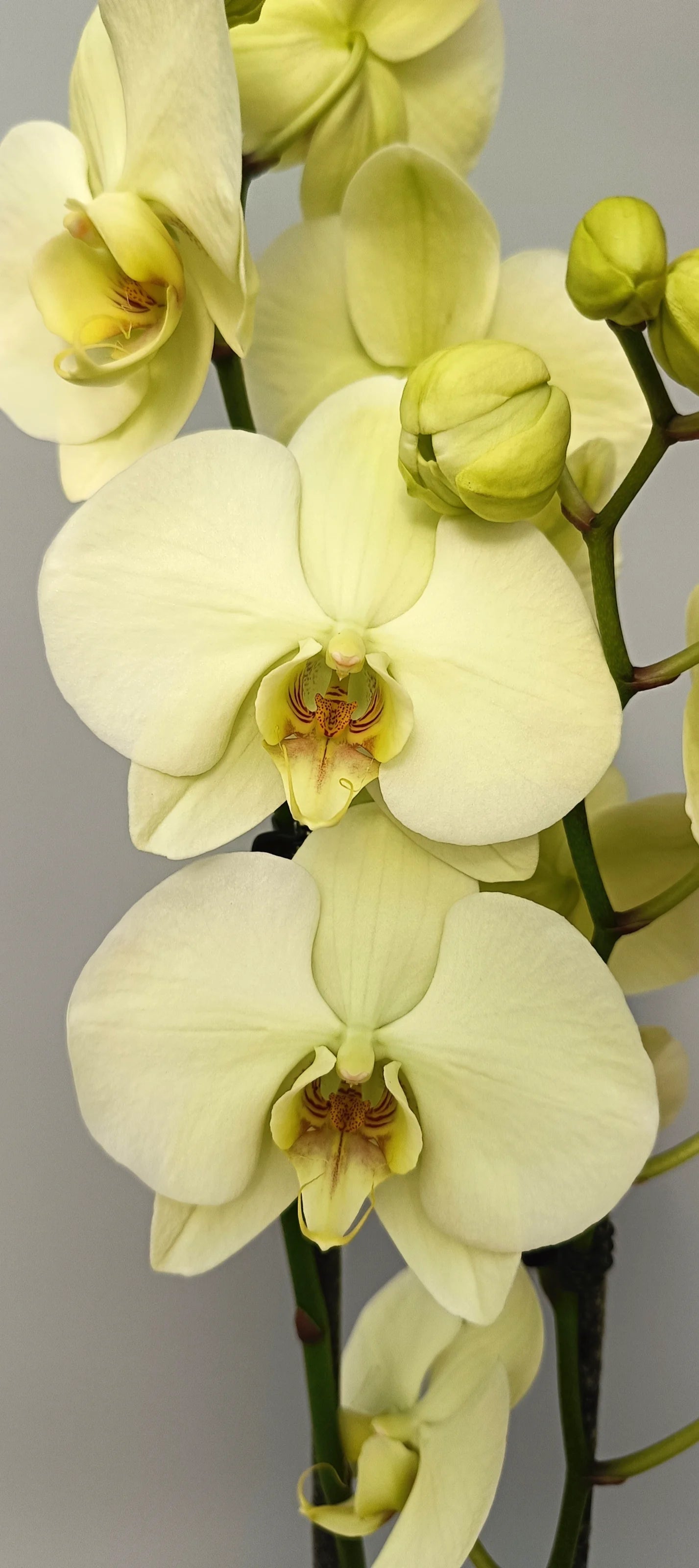 Close-up of yellow Phalaenopsis orchid flower with rounded petals and detailed labellumblossoms