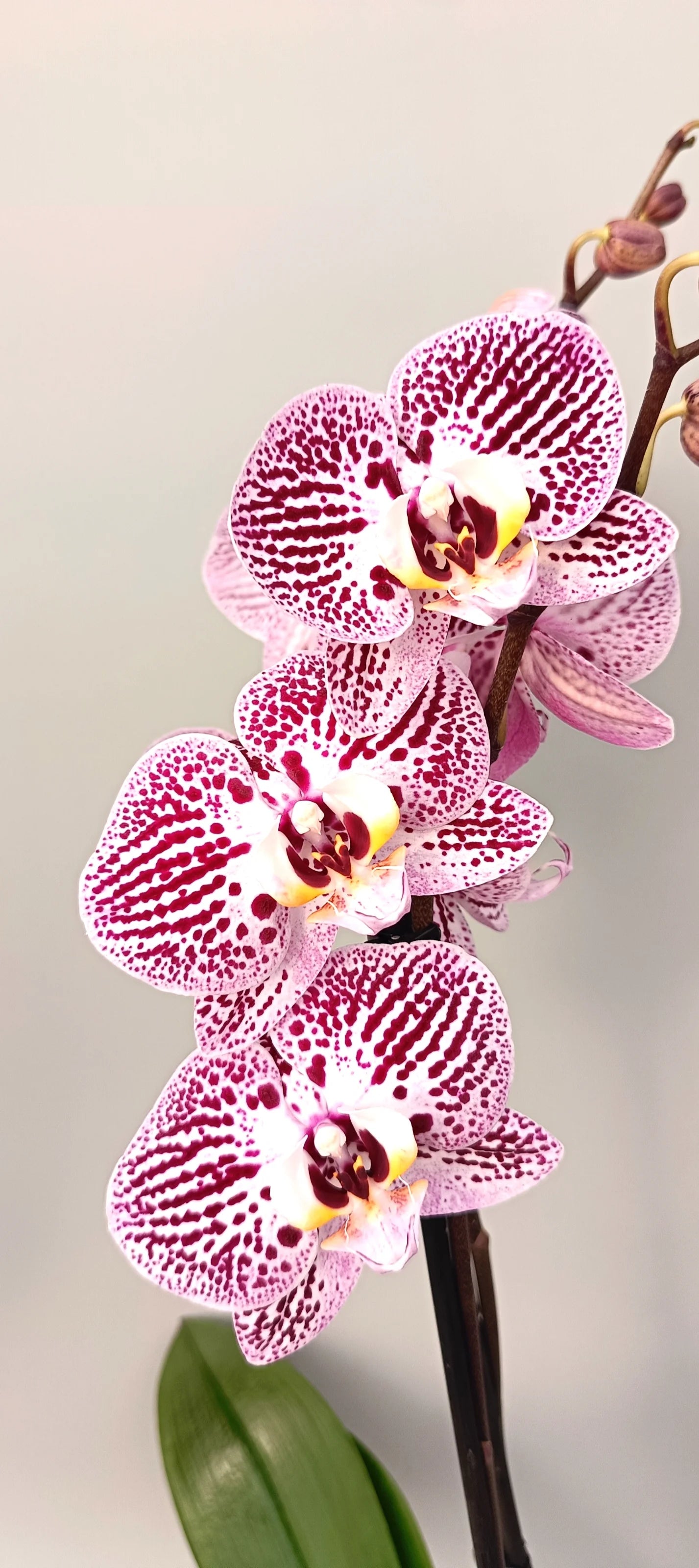 Close-up of Majestic Touch orchid flowers