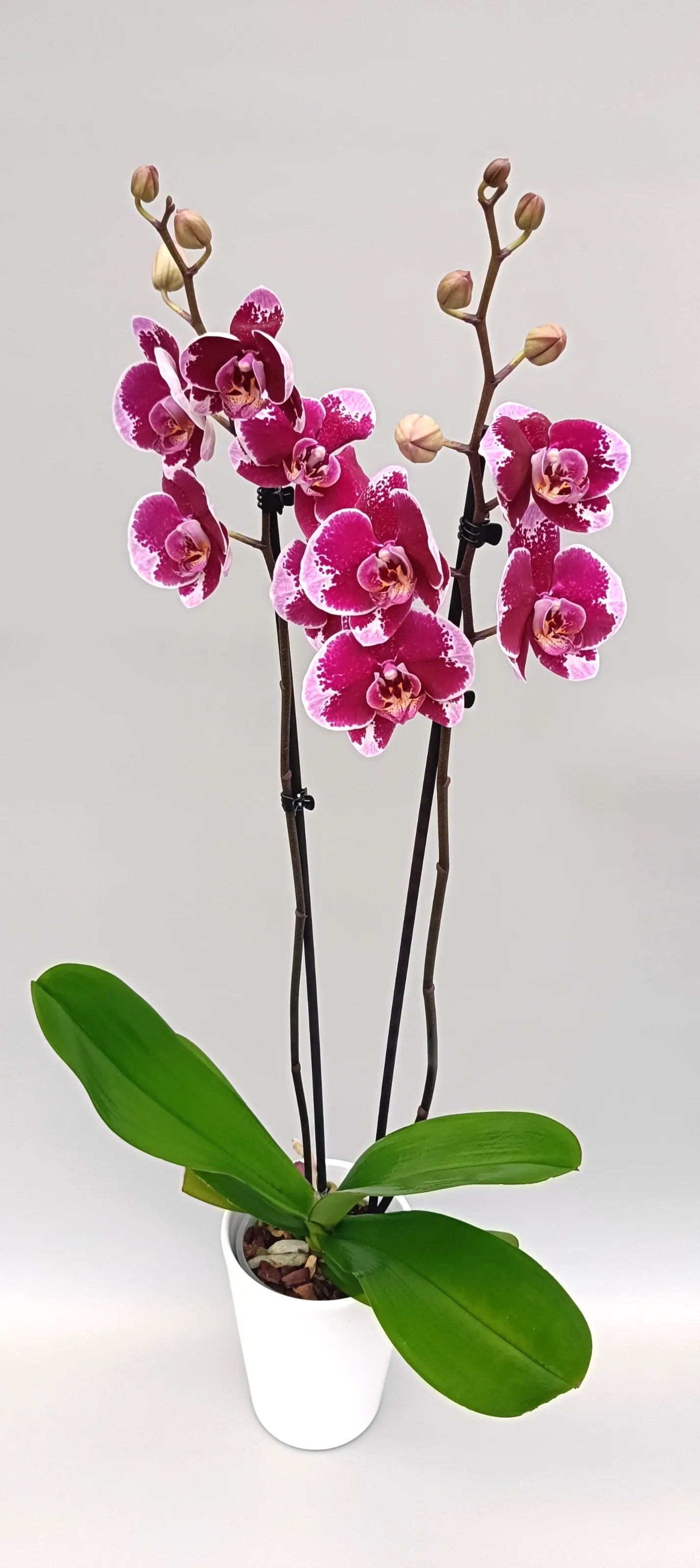 Velvet Contrast Phalaenopsis orchid with dark burgundy blooms and pale edges in the white pot