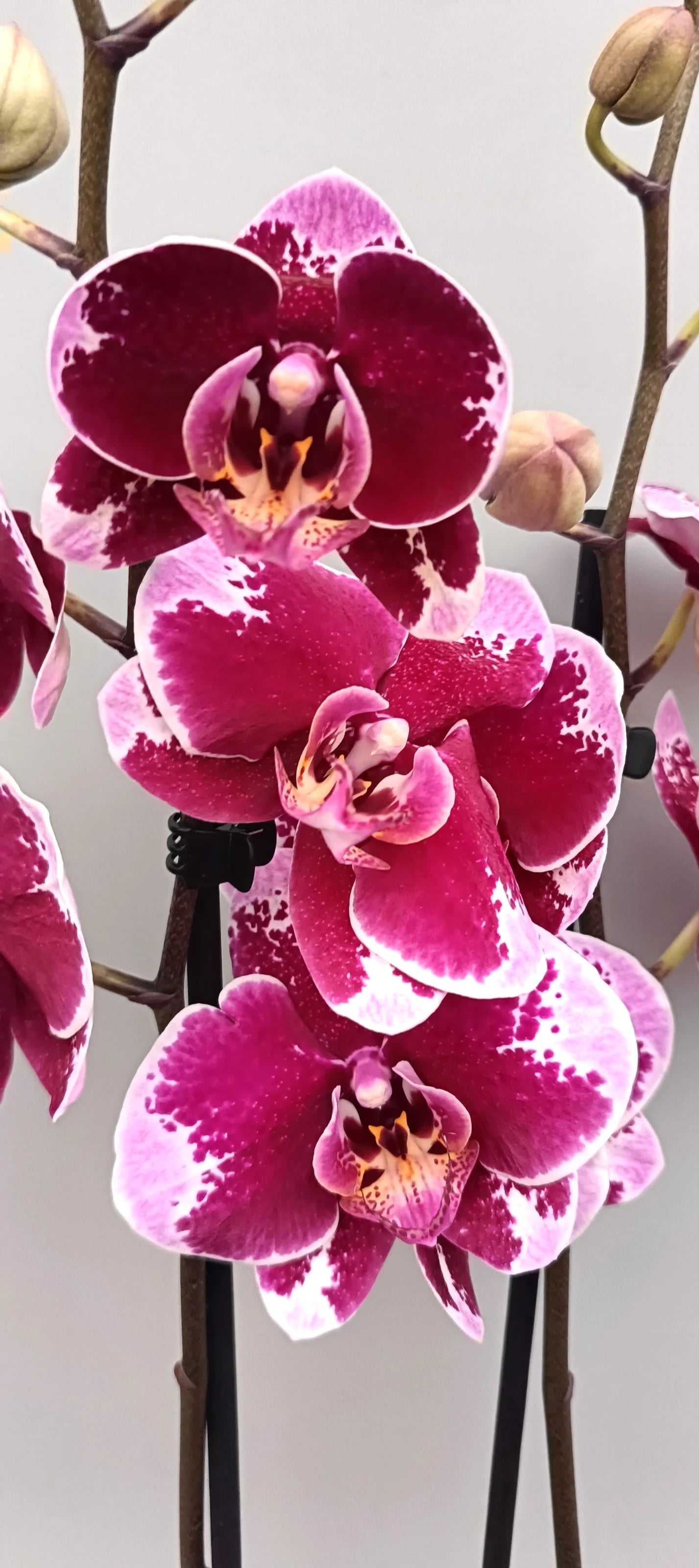 Close-up of the velvet Contrast Phalaenopsis orchid with dark burgundy blooms and pale edges