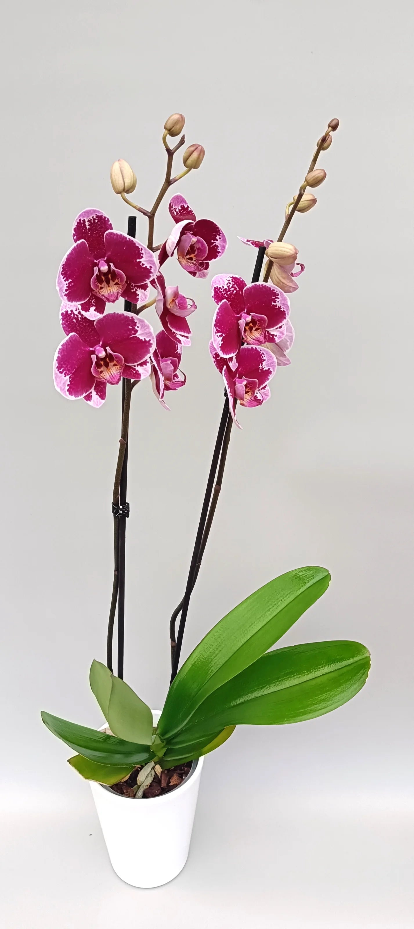Velvet Contrast Phalaenopsis orchid with dark burgundy blooms and pale edges