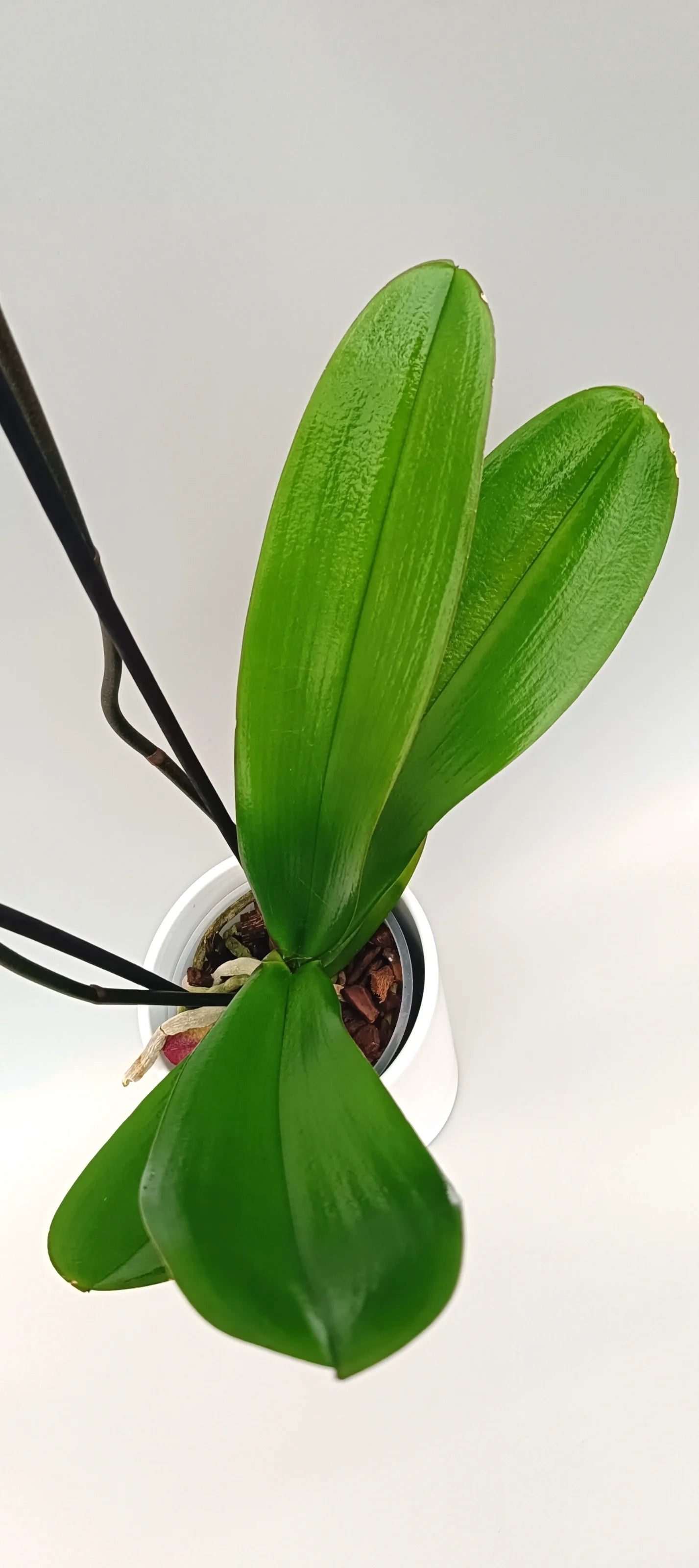 The leaves of the velvet Contrast Phalaenopsis orchid with dark burgundy blooms and pale edges